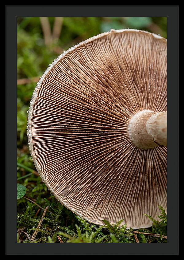 Mushroom Gill Pattern