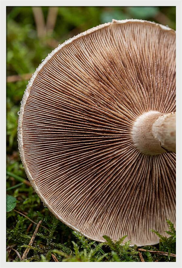 Mushroom Gill Pattern
