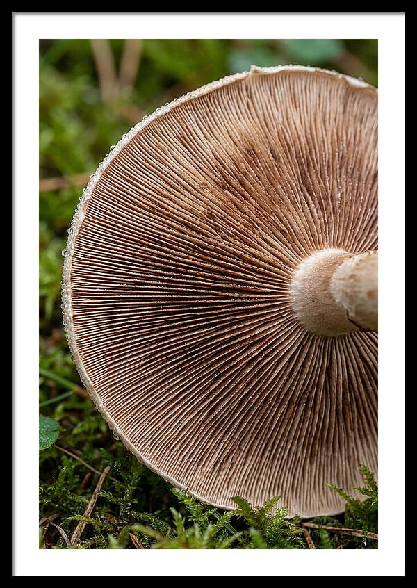 Mushroom Gill Pattern