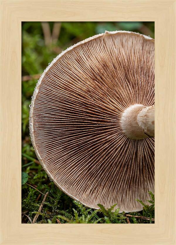Mushroom Gill Pattern