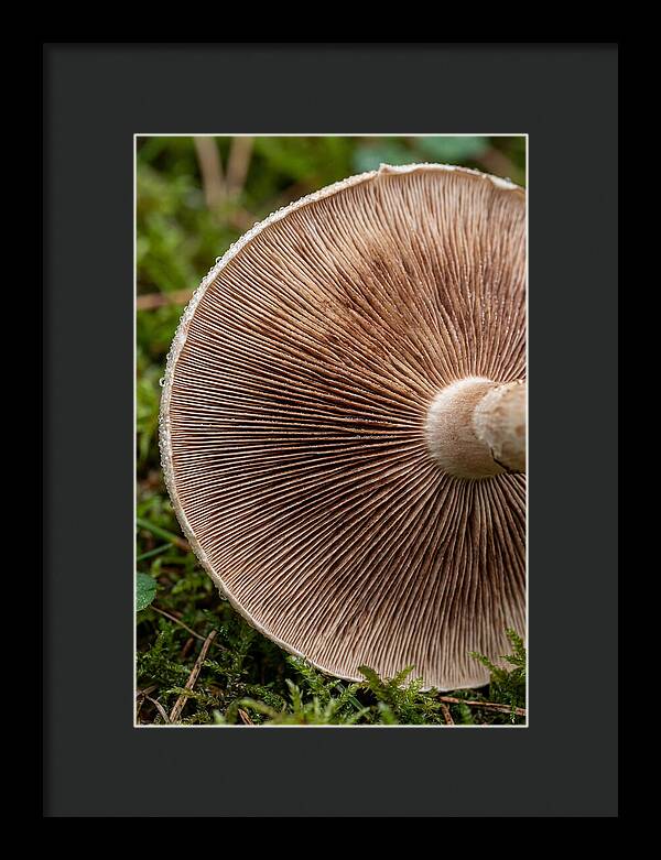 Mushroom Gill Pattern