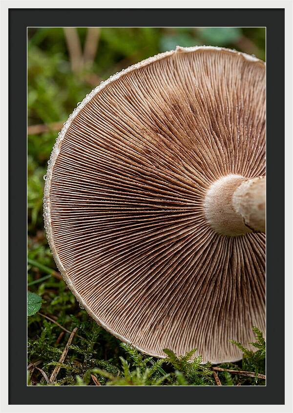 Mushroom Gill Pattern
