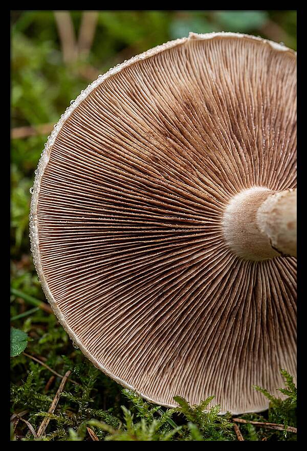 Mushroom Gill Pattern