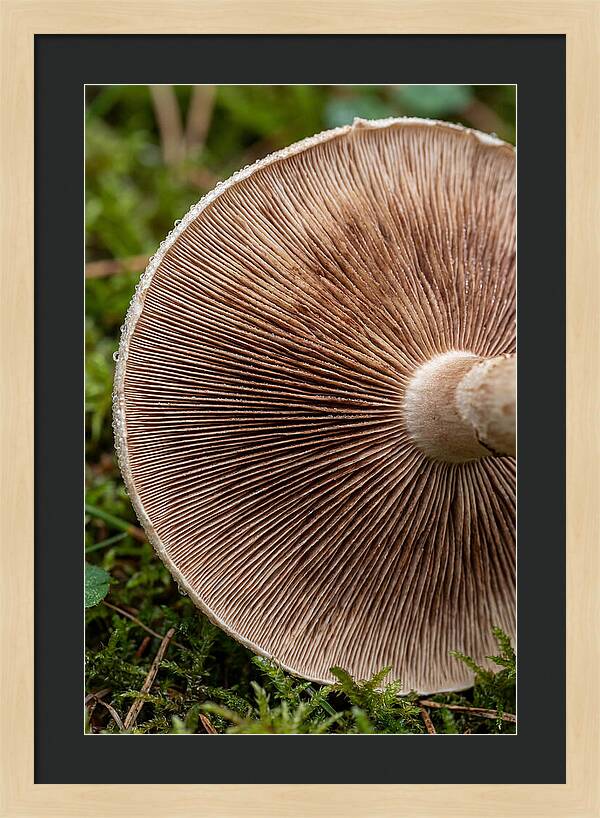Mushroom Gill Pattern