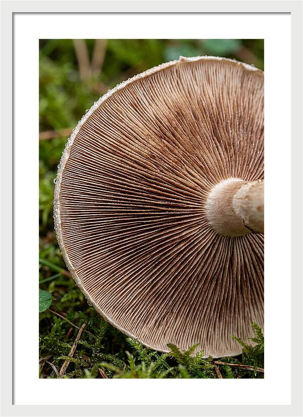 Mushroom Gill Pattern