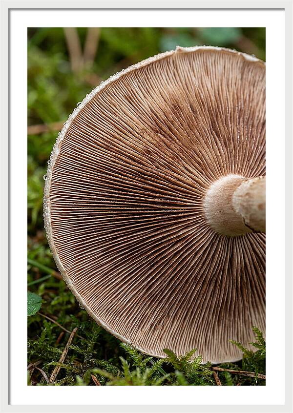 Mushroom Gill Pattern