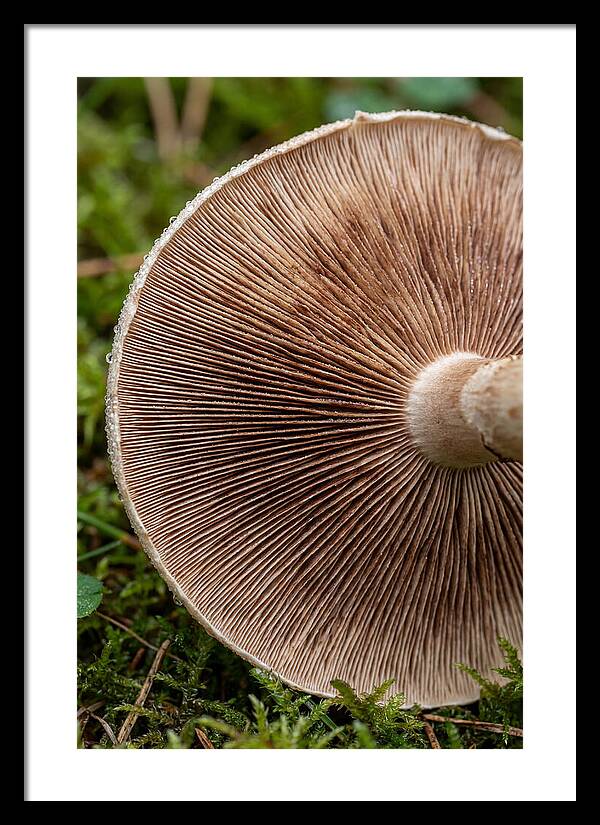 Mushroom Gill Pattern