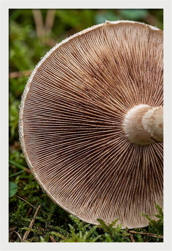 Mushroom Gill Pattern