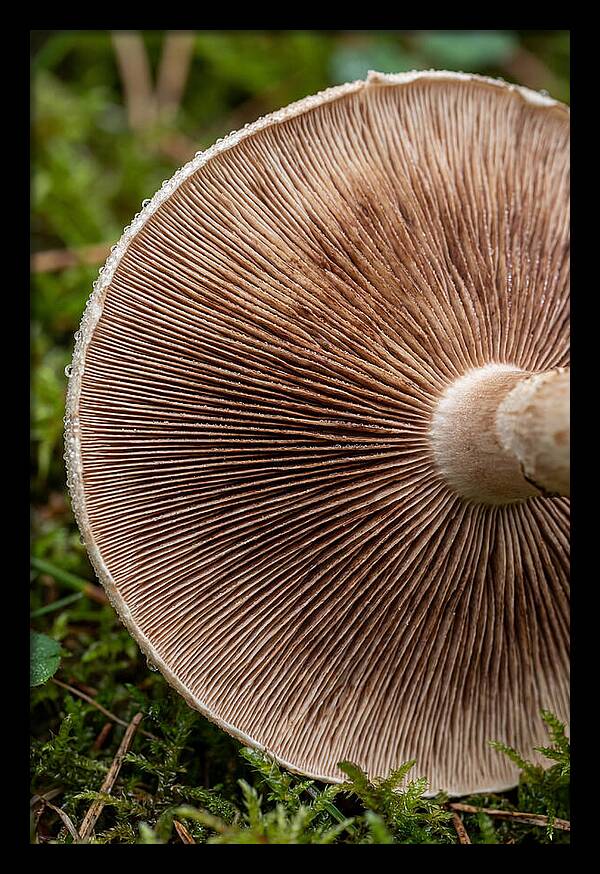 Mushroom Gill Pattern