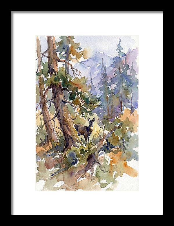 Musk Deer Among The Pines