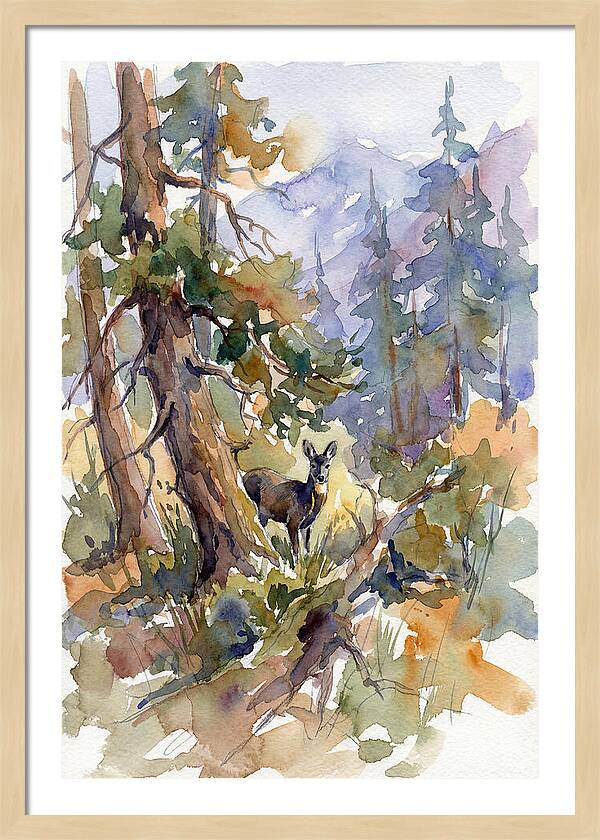 Musk Deer Among The Pines