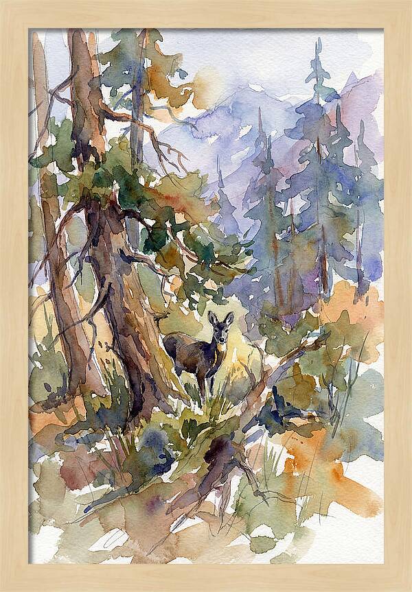 Musk Deer Among The Pines