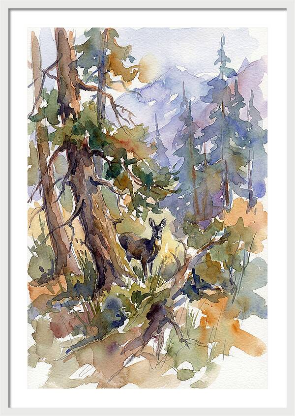 Musk Deer Among The Pines