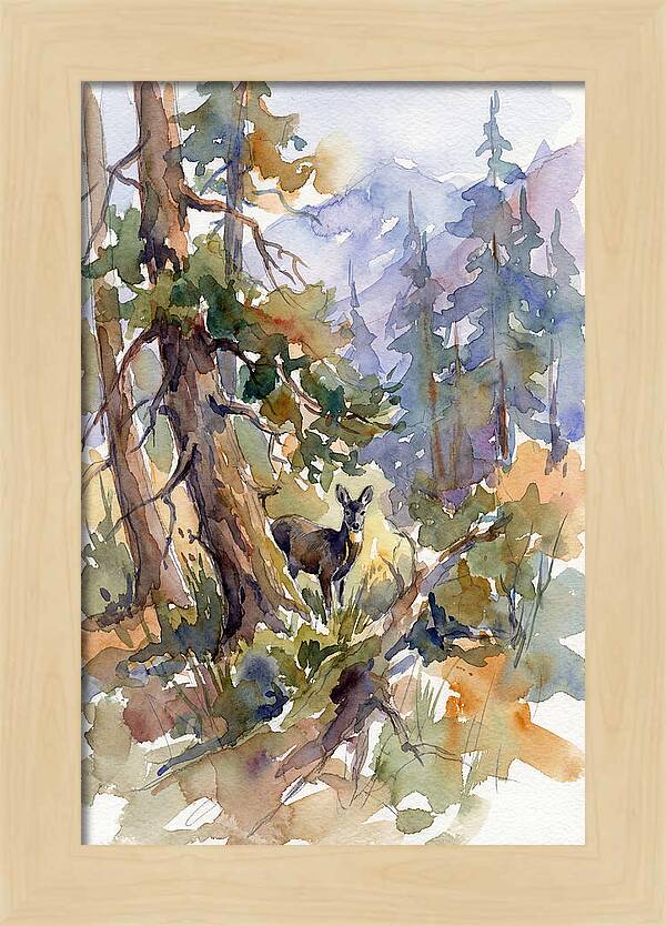 Musk Deer Among The Pines