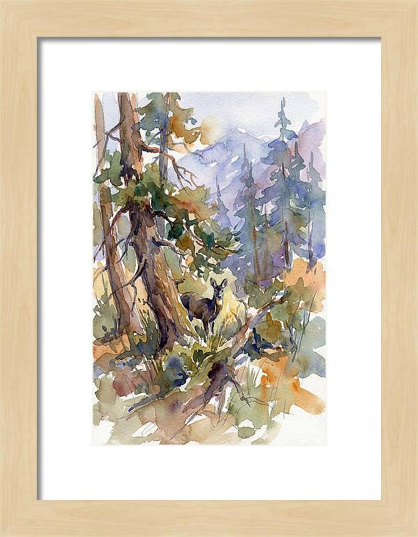 Musk Deer Among The Pines