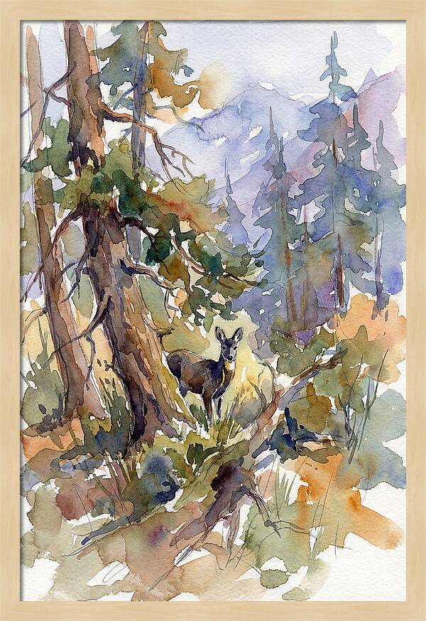 Musk Deer Among The Pines