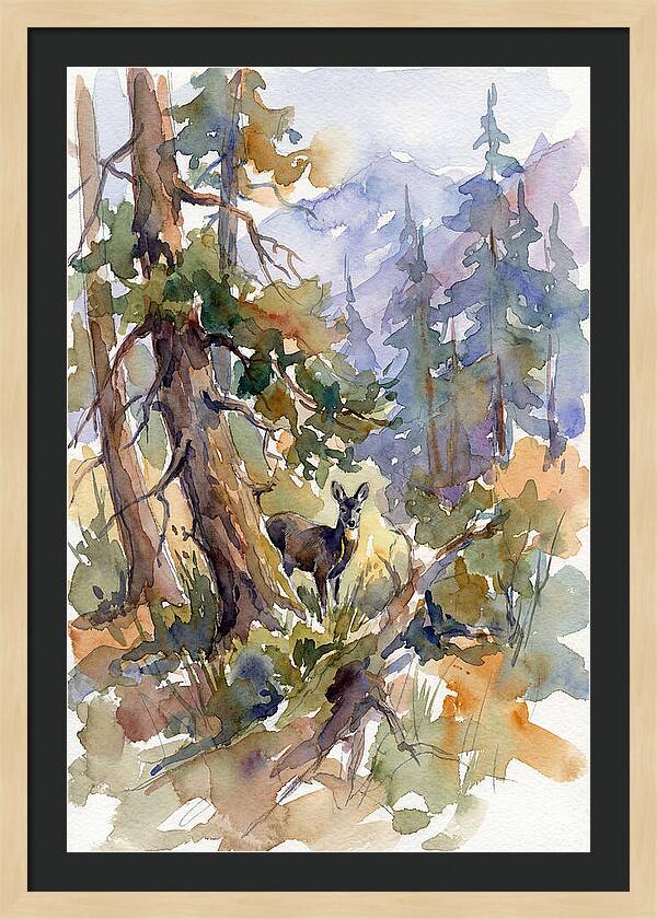 Musk Deer Among The Pines