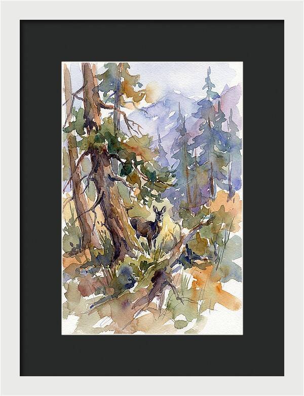 Musk Deer Among The Pines