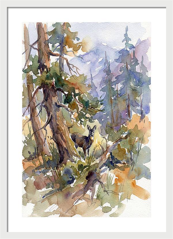 Musk Deer Among The Pines