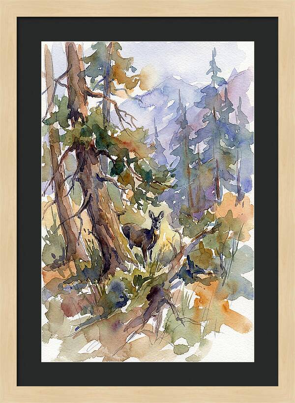 Musk Deer Among The Pines