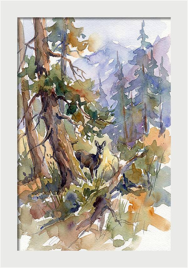 Musk Deer Among The Pines