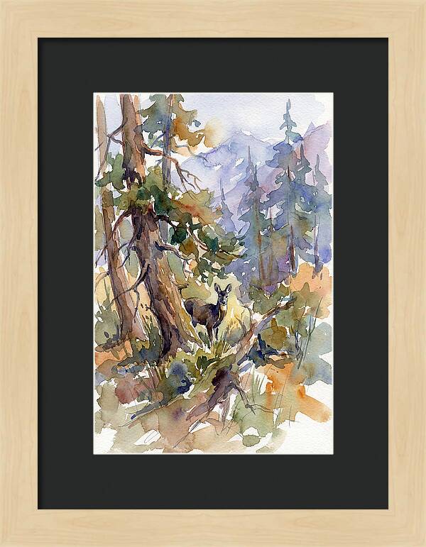 Musk Deer Among The Pines