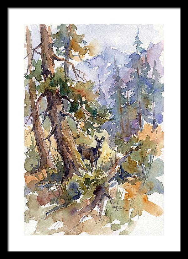 Musk Deer Among The Pines