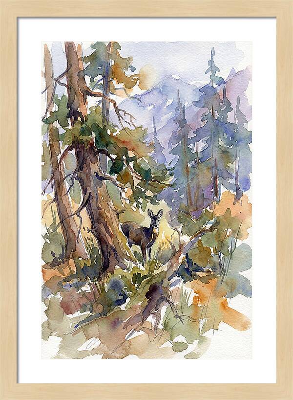 Musk Deer Among The Pines