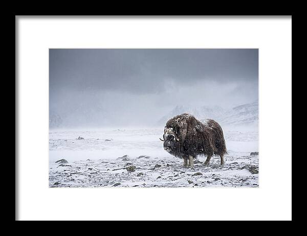Musk Ox Amidst Blizzard