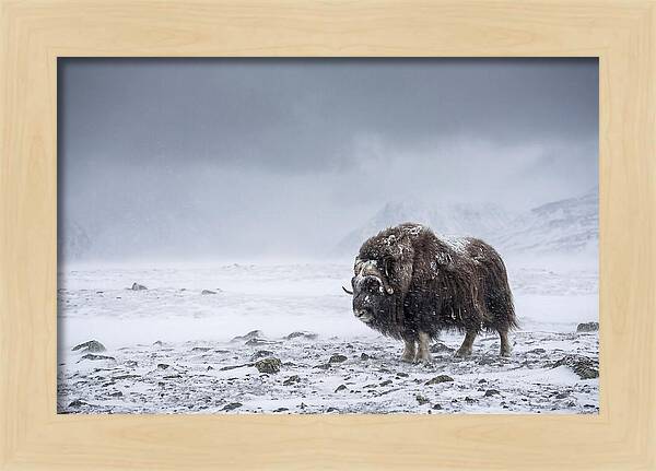 Musk Ox Amidst Blizzard