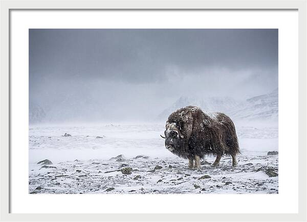 Musk Ox Amidst Blizzard