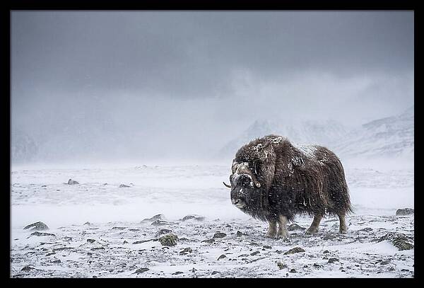 Musk Ox Amidst Blizzard