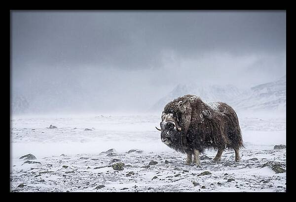 Musk Ox Amidst Blizzard