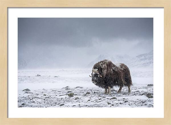 Musk Ox Amidst Blizzard