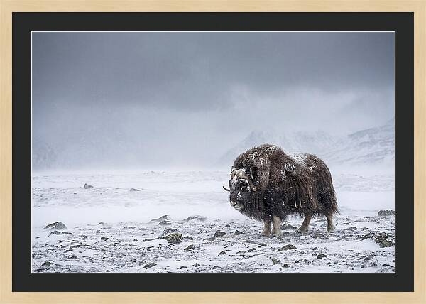 Musk Ox Amidst Blizzard