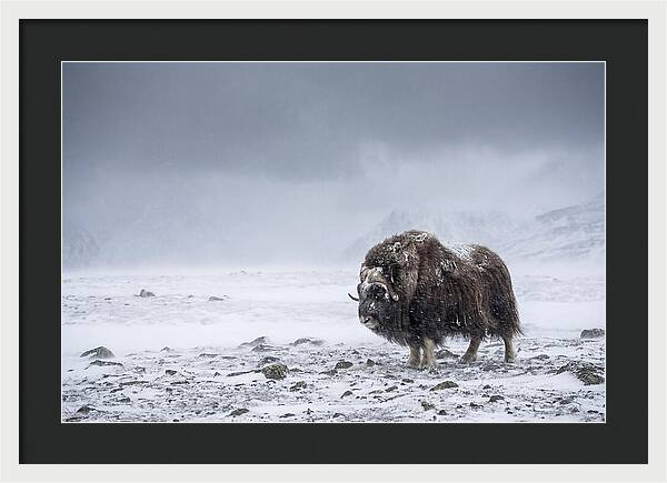 Musk Ox Amidst Blizzard