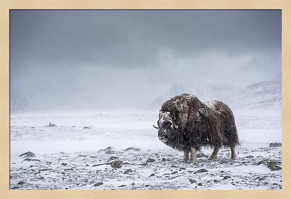 Musk Ox Amidst Blizzard