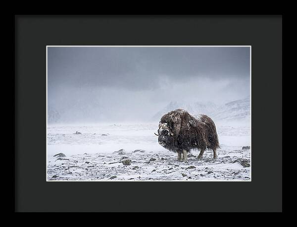 Musk Ox Amidst Blizzard