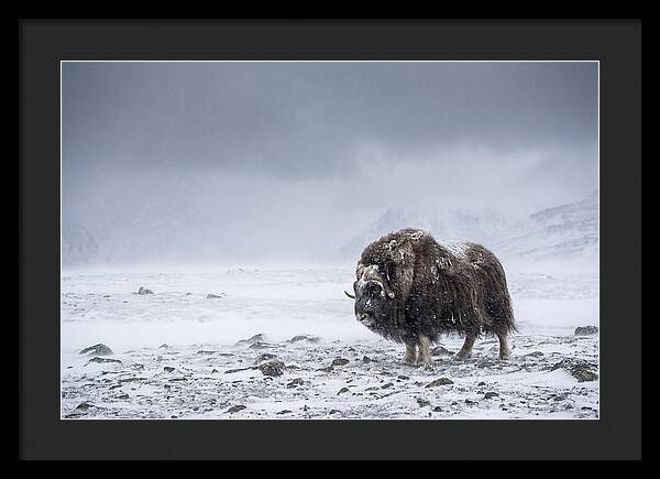 Musk Ox Amidst Blizzard