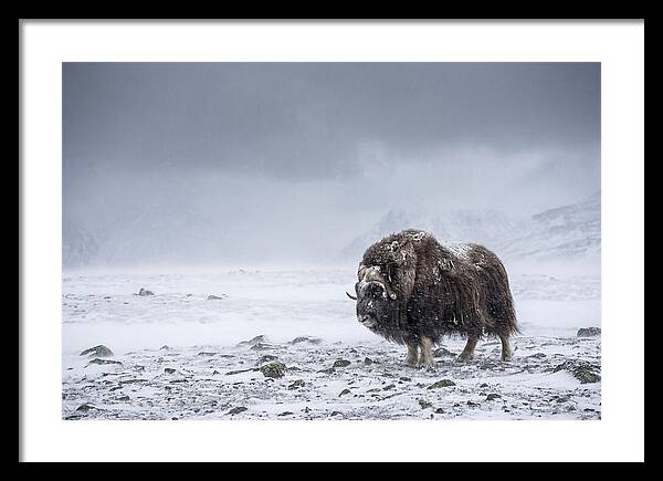 Musk Ox Amidst Blizzard