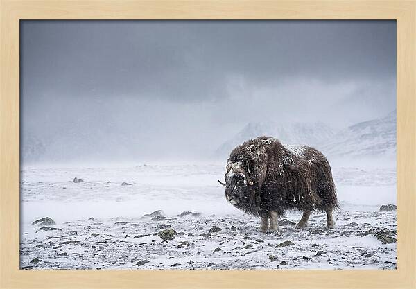 Musk Ox Amidst Blizzard
