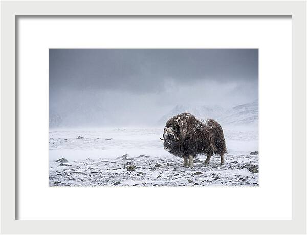 Musk Ox Amidst Blizzard