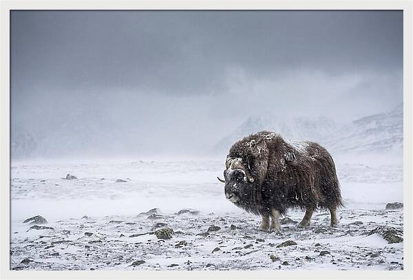 Musk Ox Amidst Blizzard