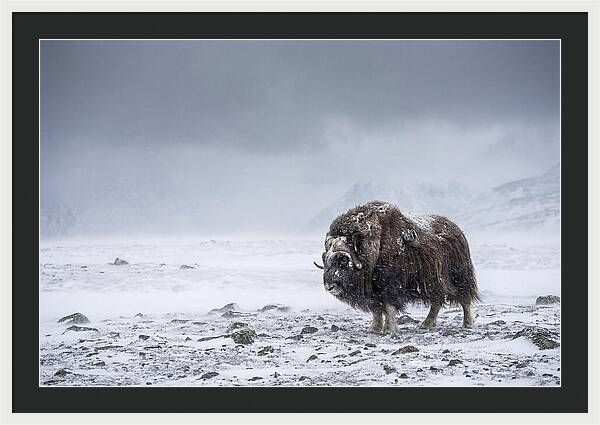 Musk Ox Amidst Blizzard