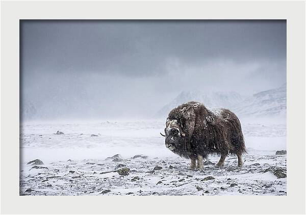 Musk Ox Amidst Blizzard
