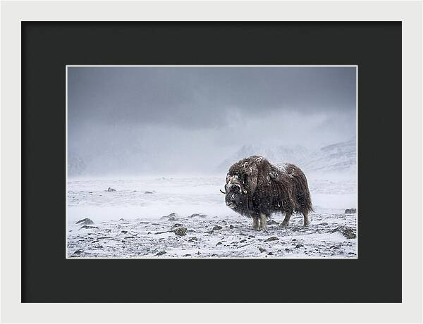 Musk Ox Amidst Blizzard