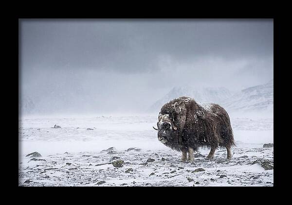 Musk Ox Amidst Blizzard