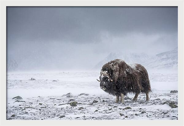Musk Ox Amidst Blizzard
