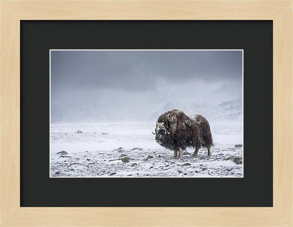 Musk Ox Amidst Blizzard