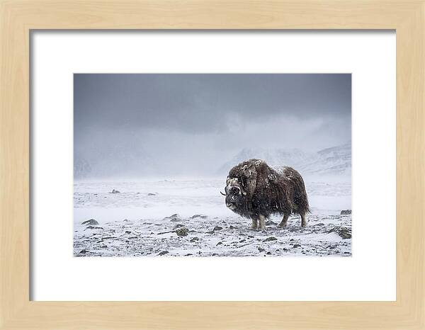 Musk Ox Amidst Blizzard